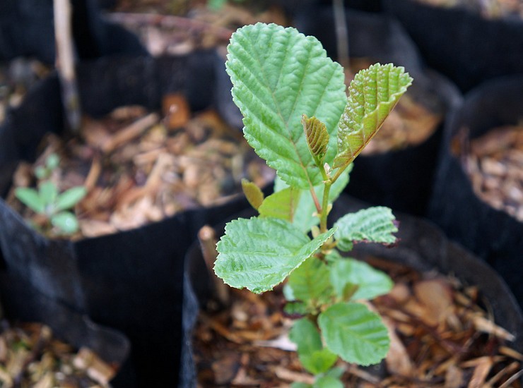 Tumbuh alder