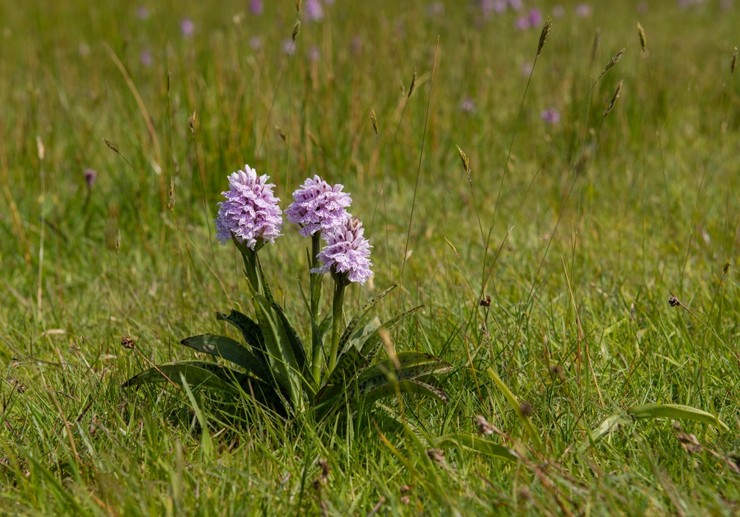 Orchis upptäcktes