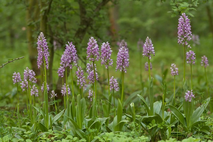 Orchis melopong