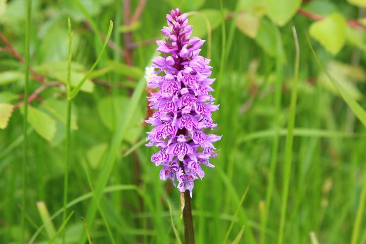 Penerangan Orchis