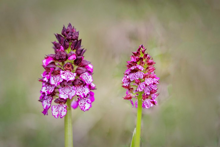 Orchis lila