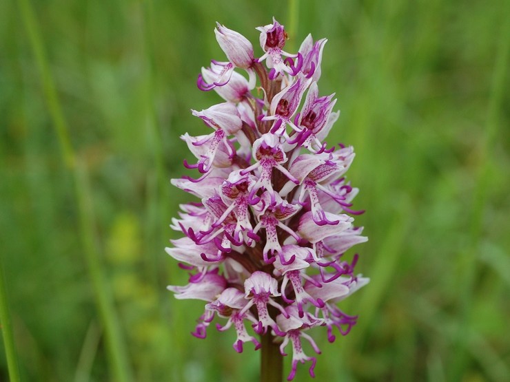 Monyet Orchis