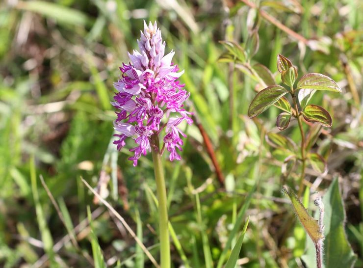 Orchis vård