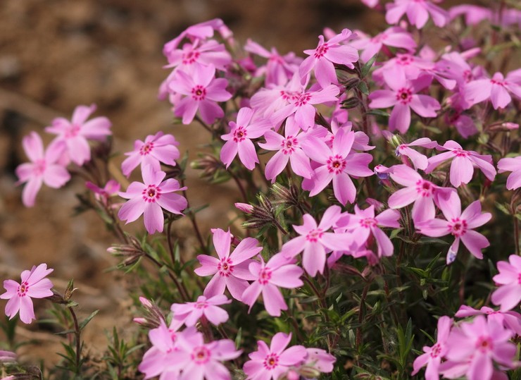 Sublate Phlox