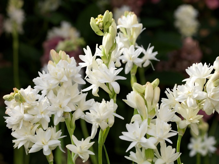 Tuberose eller Tuberous Polyantes