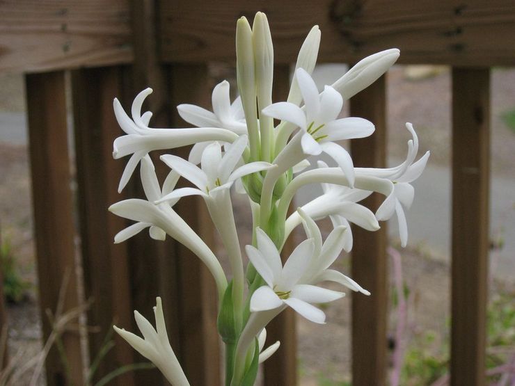 Penerangan tuberose