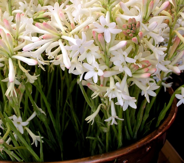 Memberi makan tuberose