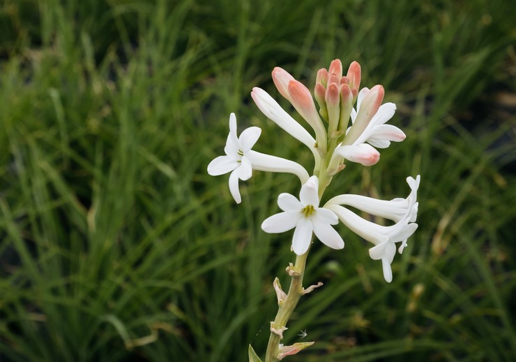 Tuberose berdaun lebar