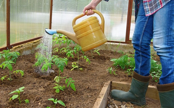 Top dressing tomatplantor