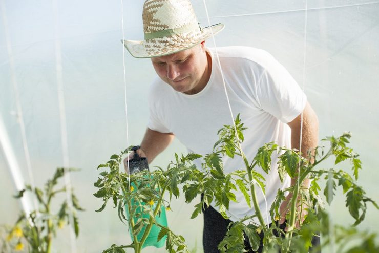 Memproses tomato dari phytophthora dengan furacilin