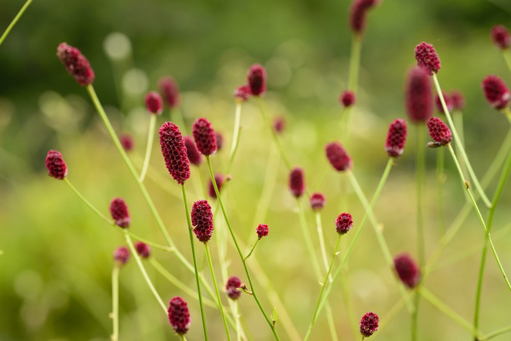 Burnet medicinska