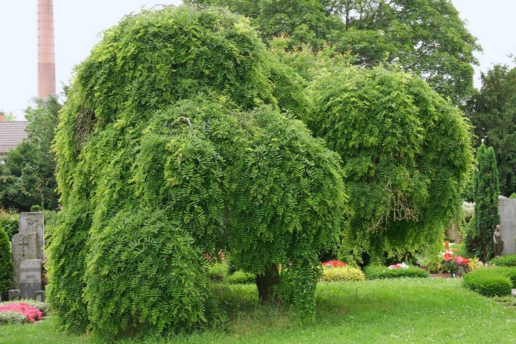 Sophora plantering