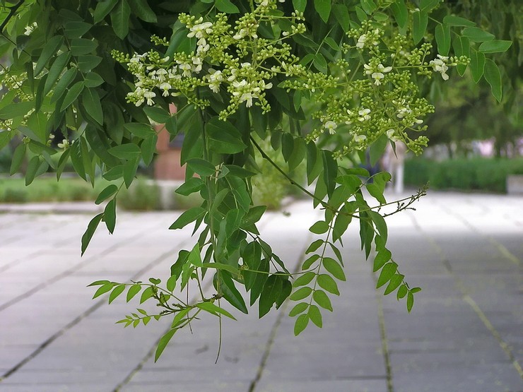 Sophora egenskaper