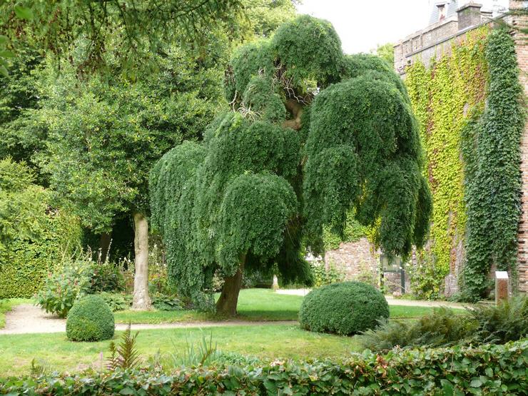 Sophora japonica vård