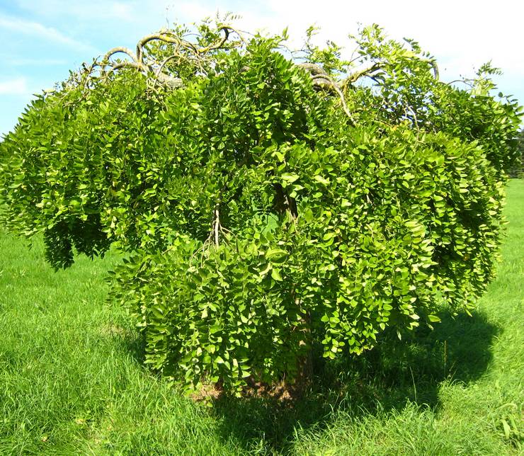 Växande Sophora