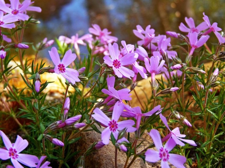 Penyakit styloid phlox