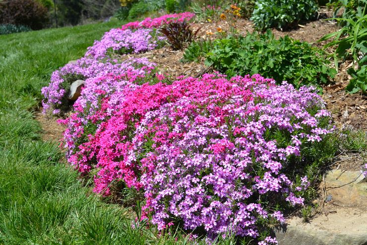 Phlox subulate beskrivning