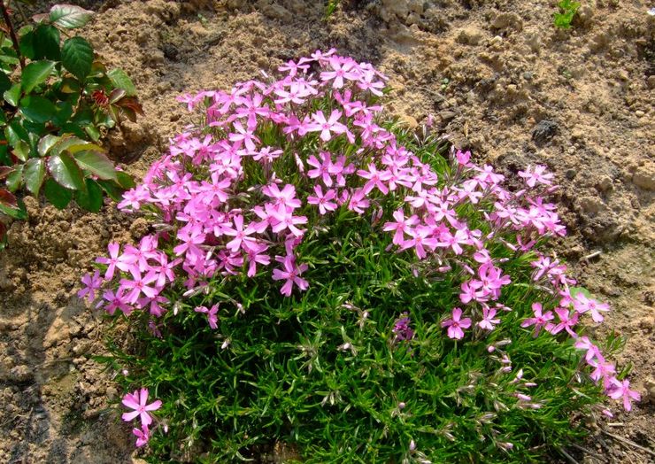 Menanam sublate phlox