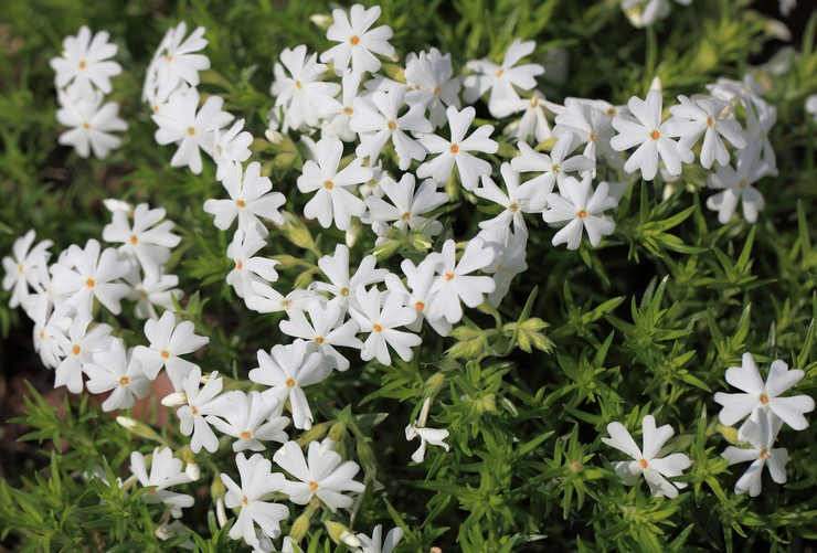 Varieti Phlox subulat