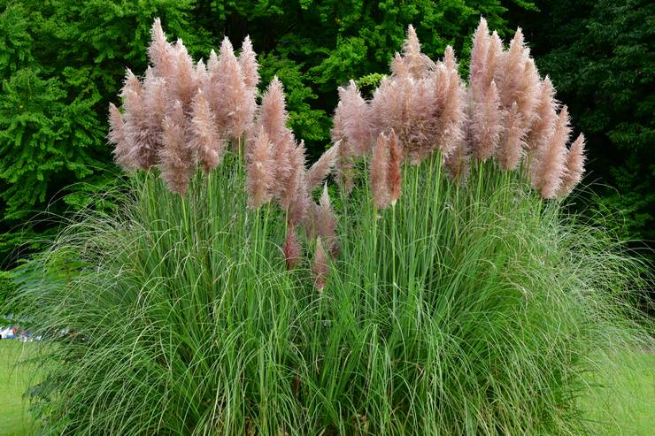 Cortaderia Cello eller Pampas gräs