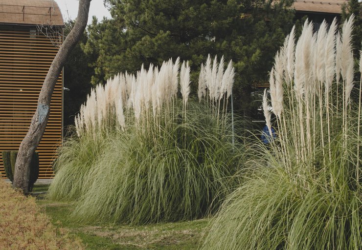 Plantering och vård av cortaderia