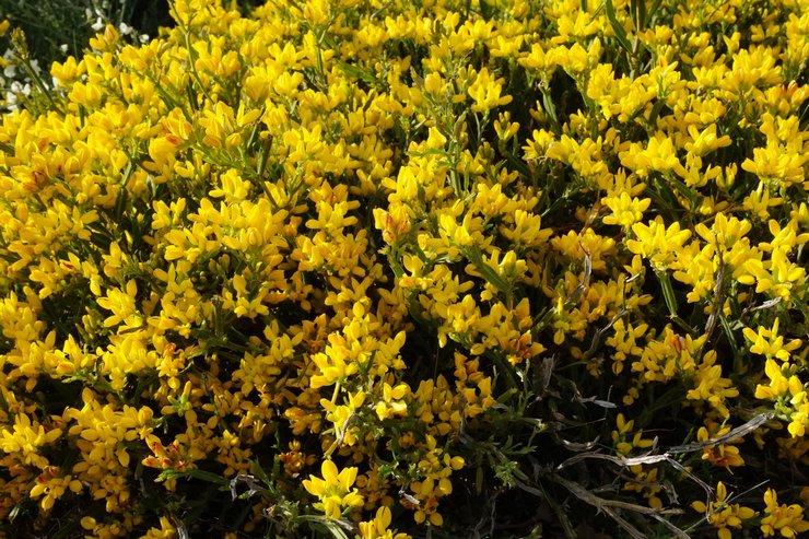 Tysk gorse