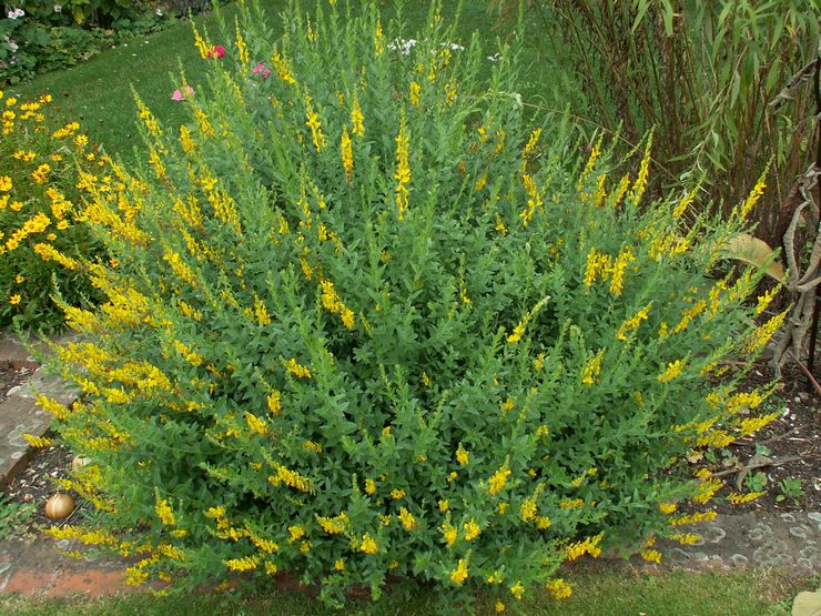 Mewarnai gorse