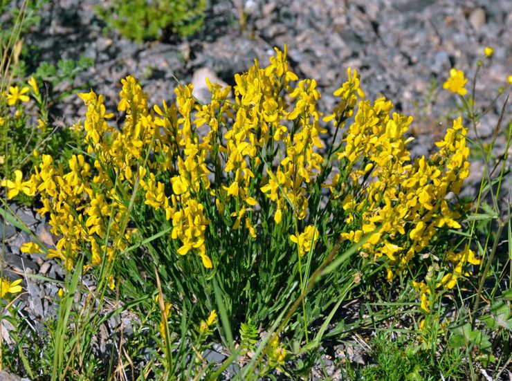 Växande gorse