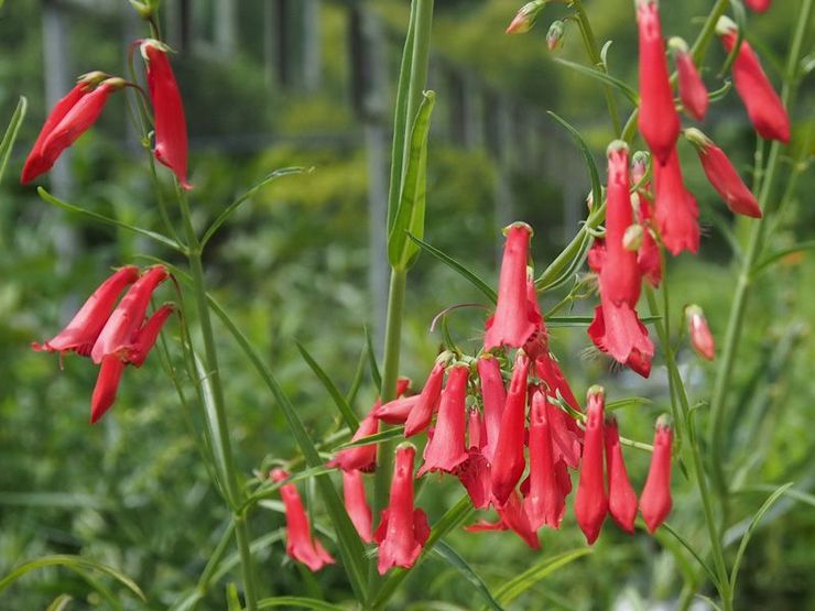 Penstemon den skäggiga