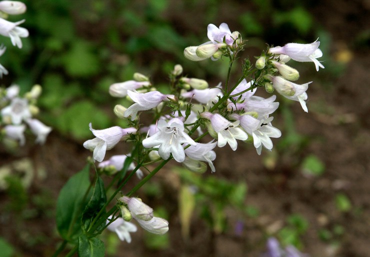 Foxglove penstemon