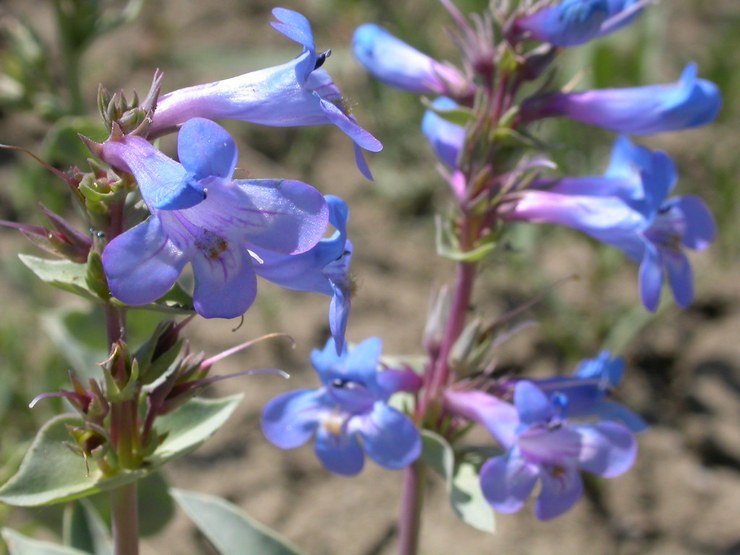 Penstemon lysande