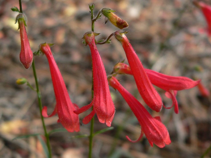 Penerangan Penstemon