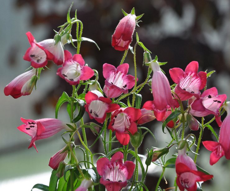 Plantering och vård av penstemon