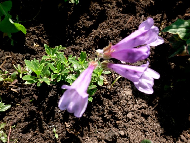 Penstemon yang semakin meningkat