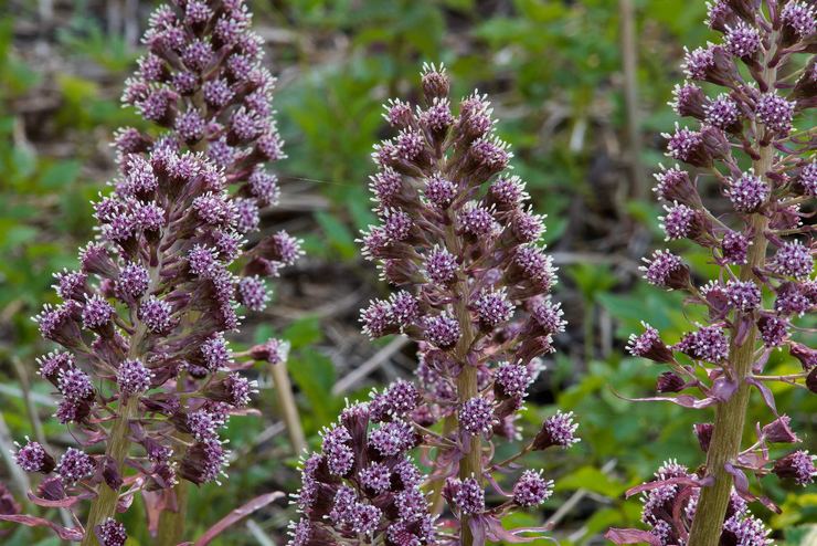 Hybrid butterbur