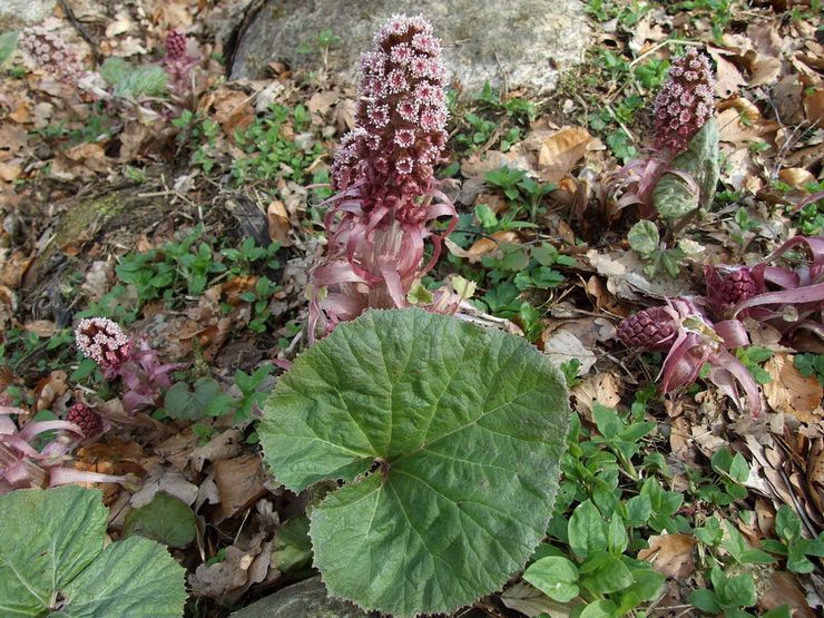 Butterbur medicinal