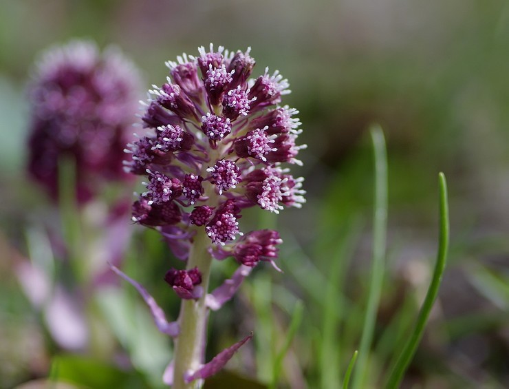 Beskrivning av butterbur-växten