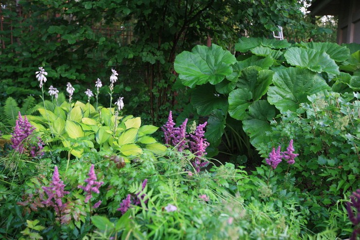 Butterbur dalam reka bentuk landskap