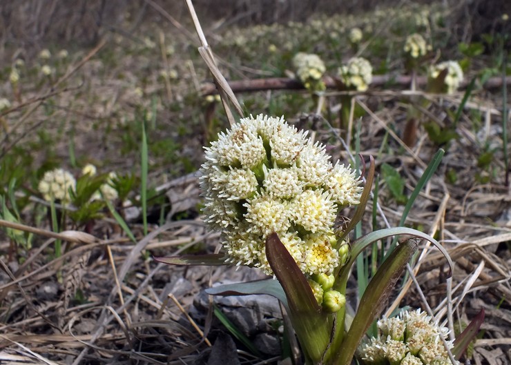 Butterbur falskt