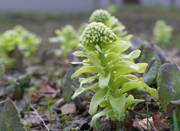 De helande egenskaperna hos butterbur