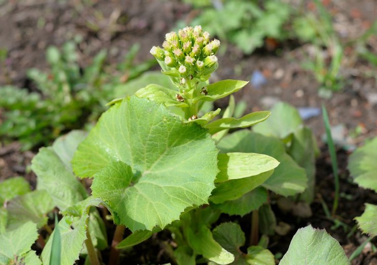 Penjagaan Butterbur