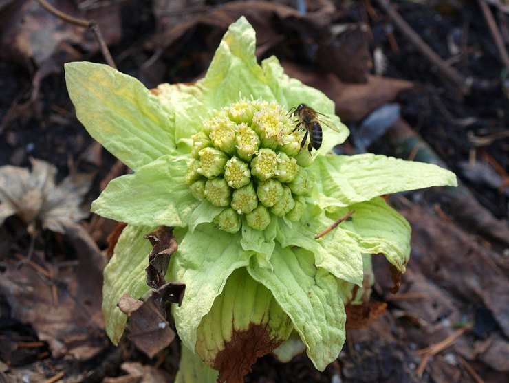 Butterbur yang semakin meningkat