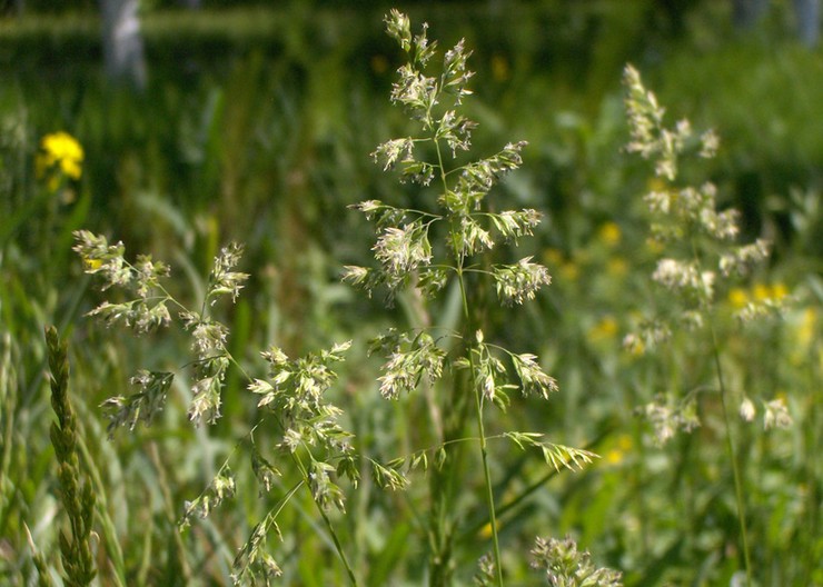 Rumput biru Angustifolia