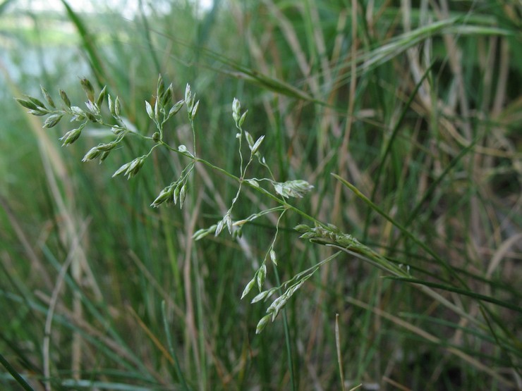 Rumput biru