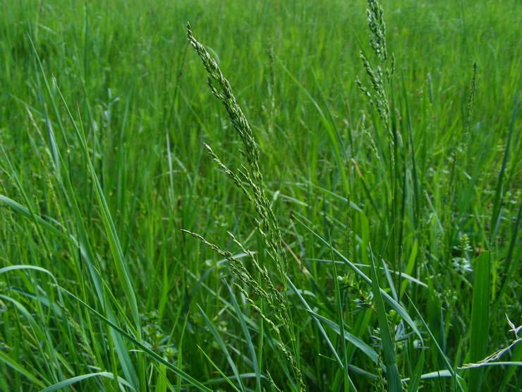 Rumput biru biasa