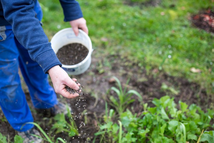 Hur och vad man ska mata tomatplantor