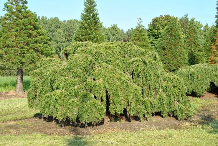 Kanadensisk hemlock