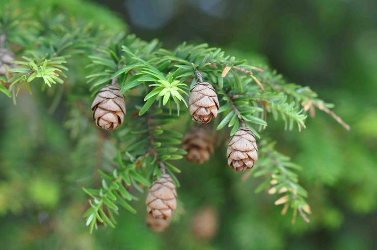 Penerangan mengenai tanaman hemlock