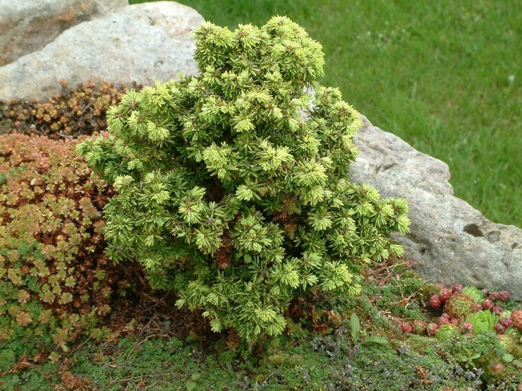 Plantering och vård av ett hemlock