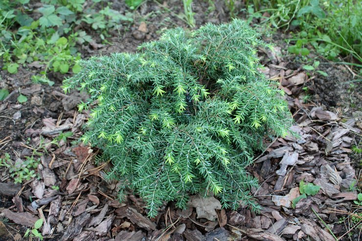 Hemlock yang semakin meningkat